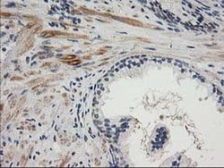 TOMM34 Monoclonal Antibody (OTI2A9), TrueMAB , OriGene 30 &mu;L; Unconjugated:Antibodies,