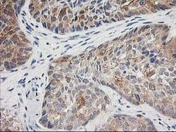 TOMM34 Monoclonal Antibody (OTI2A9), TrueMAB , OriGene 30 &mu;L; Unconjugated:Antibodies,