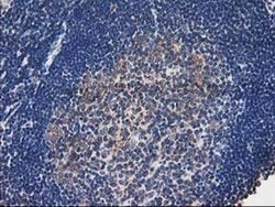 TOMM34 Monoclonal Antibody (OTI2A9), TrueMAB , OriGene 30 &mu;L; Unconjugated:Antibodies,