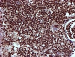 TOMM34 Mouse anti-Human, Clone: OTI1G7, liquid, TrueMAB 100 &mu;L; Unconjugated:Antibodies,
