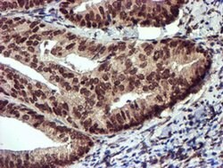 TOMM34 Mouse anti-Human, Clone: OTI1G7, liquid, TrueMAB 100 &mu;L; Unconjugated:Antibodies,