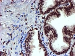 TOMM34 Mouse anti-Human, Clone: OTI1G7, liquid, TrueMAB 100 &mu;L; Unconjugated:Antibodies,