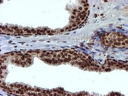 TOMM34 Mouse anti-Human, Clone: OTI1G7, liquid, TrueMAB 100 &mu;L; Unconjugated:Antibodies,