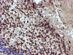 TOMM34 Mouse anti-Human, Clone: OTI1G7, liquid, TrueMAB 100 &mu;L; Unconjugated:Antibodies,