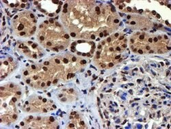 TOMM34 Mouse anti-Human, Clone: OTI1G7, liquid, TrueMAB 100 &mu;L; Unconjugated:Antibodies,
