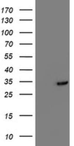 TOMM34 Mouse anti-Human, Clone: OTI1G7, liquid, TrueMAB 100 &mu;L; Unconjugated:Antibodies,