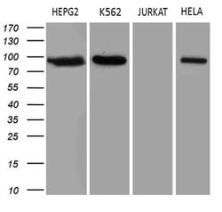 TOP1 Monoclonal Antibody (OTI3B9), TrueMAB , OriGene 100 &mu;L; Unconjugated:Antibodies,