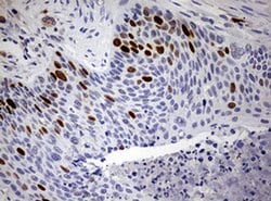 TOP2A Monoclonal Antibody (OTI6B4), TrueMAB , OriGene 30 &mu;L; Unconjugated:Antibodies,