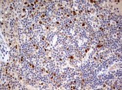 TOP2A Monoclonal Antibody (OTI6B4), TrueMAB , OriGene 30 &mu;L; Unconjugated:Antibodies,