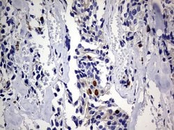 TOP2A Monoclonal Antibody (OTI19D4), TrueMAB , OriGene 30 &mu;L; Unconjugated:Antibodies,