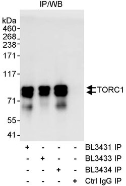 TORC1 Rabbit anti-Human, Polyclonal, Bethyl Laboratories 100 &mu;l; Unlabeled:Antibodies,