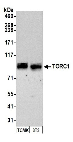 TORC1 Rabbit anti-Human, Mouse, Polyclonal, Bethyl Laboratories 100 &mu;L;
