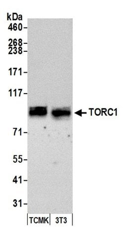 TORC1 Polyclonal Antibody, Bethyl Laboratories 20 &mu;l; Unlabeled:Antibodies,
