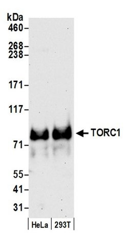 TORC1 Rabbit anti-Human, Mouse, Polyclonal, Bethyl Laboratories 100 &mu;L;