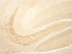 TORC1 Polyclonal Antibody, Bethyl Laboratories:Antibodies:Primary Antibodies