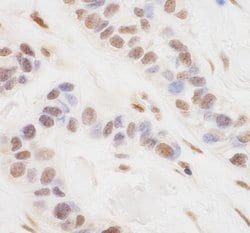 TORC3 Rabbit anti-Human, Polyclonal, Bethyl Laboratories 100 &mu;L; Unconjugated:Antibodies,