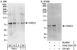 TORC3 Rabbit anti-Human, Polyclonal, Bethyl Laboratories 100 &mu;L; Unconjugated:Antibodies,