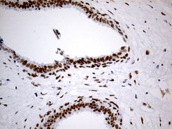 TP53BP1 Monoclonal Antibody (OTI2G3), TrueMAB , OriGene 100 &mu;L; Unconjugated:Antibodies,