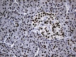 TP53BP1 Monoclonal Antibody (OTI6D9), TrueMAB , OriGene 100 &mu;L; Unconjugated:Antibodies,