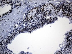 TP53BP1 Monoclonal Antibody (OTI6D9), TrueMAB , OriGene 100 &mu;L; Unconjugated:Antibodies,