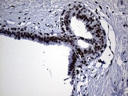 TP53BP1 Mouse anti-Human, Clone: OTI5H4, lyophilized, TrueMAB 100 &mu;g;