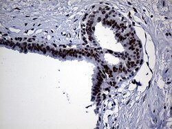 TP53BP1 Monoclonal Antibody (OTI5H4), TrueMAB , OriGene 100 &mu;L; Unconjugated:Antibodies,