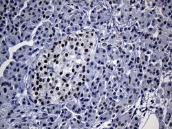 TP53BP1 Mouse anti-Human, Clone: OTI5H4, lyophilized, TrueMAB 100 &mu;g;