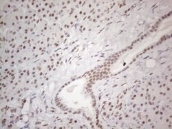 TP53BP1 Monoclonal Antibody (OTI5E1), TrueMAB , OriGene 100 &mu;L; Unconjugated:Antibodies,