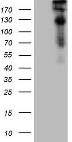 TP53BP1 Mouse anti-Human, Clone: OTI12D4, lyophilized, TrueMAB 100 &mu;g | Buy Online | Origene Technologies | Fisher Scientific