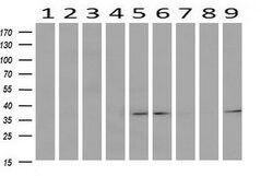 TP53I3 Mouse anti-Human, Clone: OTI3B11, liquid, TrueMAB 100 &mu;L; Unconjugated:Antibodies,