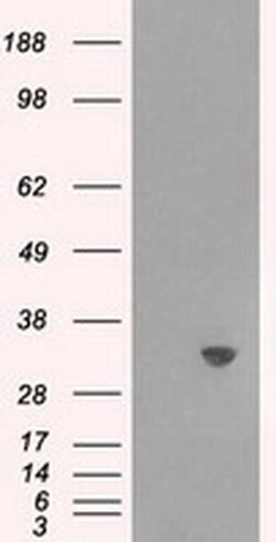 TPMT Monoclonal Antibody (OTI4C1), TrueMAB , OriGene:Antibodies:Primary