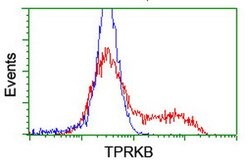TPRKB Mouse anti-Human, Clone: OTI3E3, lyophilized, TrueMAB 100 &mu;g;
