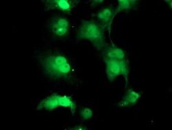 TPRKB Mouse anti-Human, Clone: OTI3H3, lyophilized, TrueMAB 100 &mu;g;