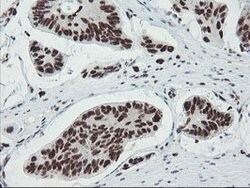 TPRKB Mouse anti-Human, Clone: OTI3H3, lyophilized, TrueMAB 100 &mu;g;
