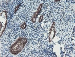 TPRKB Mouse anti-Human, Clone: OTI3H3, lyophilized, TrueMAB 100 &mu;g;
