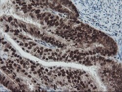 TPRKB Mouse anti-Human, Clone: OTI3H3, lyophilized, TrueMAB 100 &mu;g;