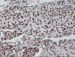 TPRKB Mouse anti-Human, Clone: OTI3H3, lyophilized, TrueMAB 100 &mu;g;