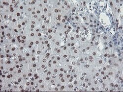 TPRKB Mouse anti-Human, Clone: OTI3H3, lyophilized, TrueMAB 100 &mu;g;