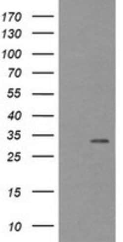 TPSG1 Mouse anti-Human, Clone: OTI2H5, lyophilized, TrueMAB 100 &mu;g;