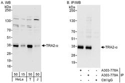 TRA2-alpha Rabbit anti-Human, Polyclonal, Bethyl Laboratories 100 &mu;L | Buy Online | Bethyl Laboratories, Inc | Fisher Scientific