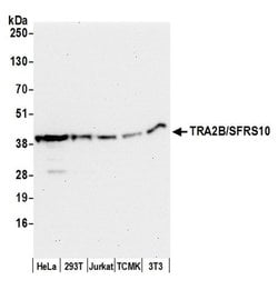 TRA2B/SFRS10 Polyclonal Antibody, Bethyl Laboratories:Antibodies:Primary