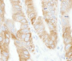 TRAF2 Rabbit anti-Human, Polyclonal, Bethyl Laboratories 10 &mu;L; Unconjugated:Antibodies,