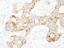 TRAF2 Rabbit anti-Human, Polyclonal, Bethyl Laboratories 10 &mu;L; Unconjugated:Antibodies,