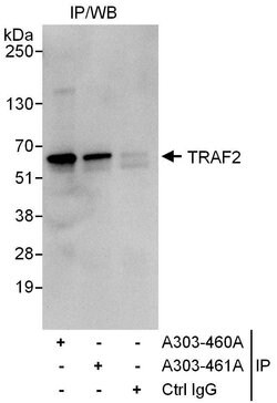 TRAF2 Rabbit anti-Human, Polyclonal, Bethyl Laboratories 10 &mu;L; Unconjugated:Antibodies,