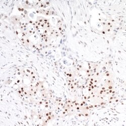 TRAF4 Rabbit anti-Human, Polyclonal, Bethyl Laboratories 100 &mu;L | Buy Online | Bethyl Laboratories, Inc | Fisher Scientific