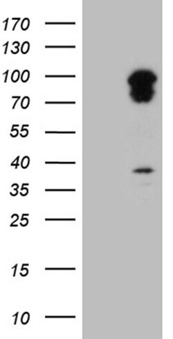 TRAFD1 Monoclonal Antibody (OTI3E8), TrueMAB , OriGene 30 &mu;L; Unconjugated:Antibodies,