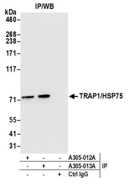 TRAP1/HSP75 Rabbit anti-Human, Mouse, Polyclonal, Bethyl Laboratories 100