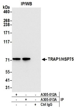 TRAP1/HSP75 Rabbit anti-Human, Mouse, Polyclonal, Bethyl Laboratories 100