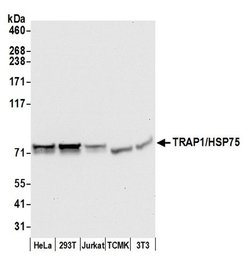 TRAP1/HSP75 Rabbit anti-Human, Mouse, Polyclonal, Bethyl Laboratories 100