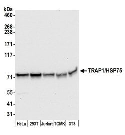 TRAP1/HSP75 Rabbit anti-Human, Mouse, Polyclonal, Bethyl Laboratories 100